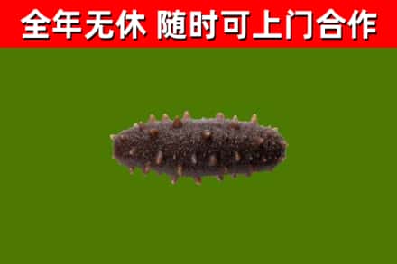 长阳烟酒回收干海参.jpg